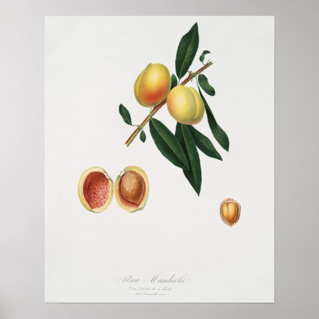 Vintage botanische Illustration Poster (Vorne)