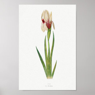 Vintage botanische Illustration Poster