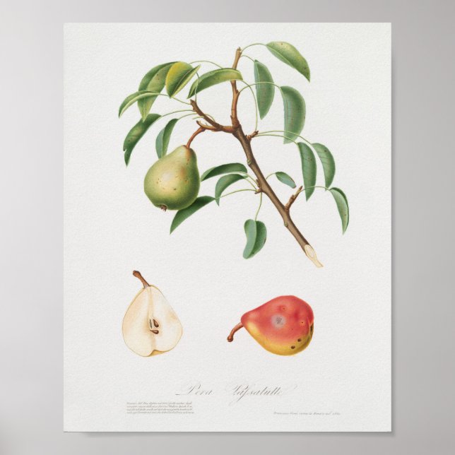 Vintage botanische Illustration Poster (Vorne)