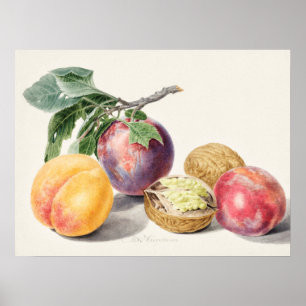 Vintage botanische Illustration Poster