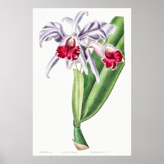 Vintage botanische Illustration Poster (Vorne)