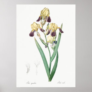 Vintage botanische Illustration Poster