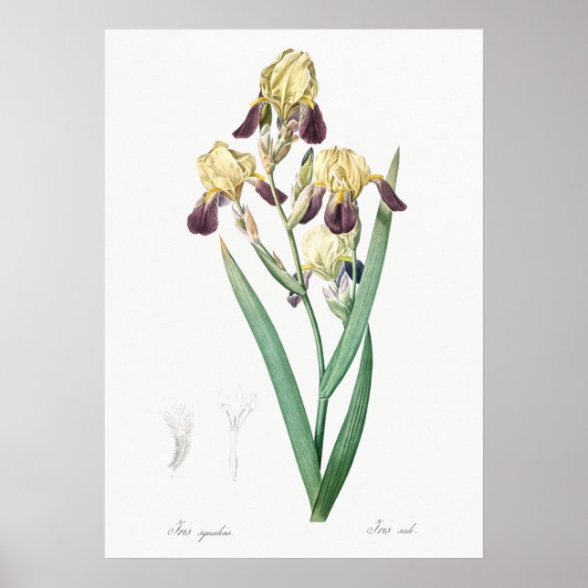 Vintage botanische Illustration Poster (Vorne)