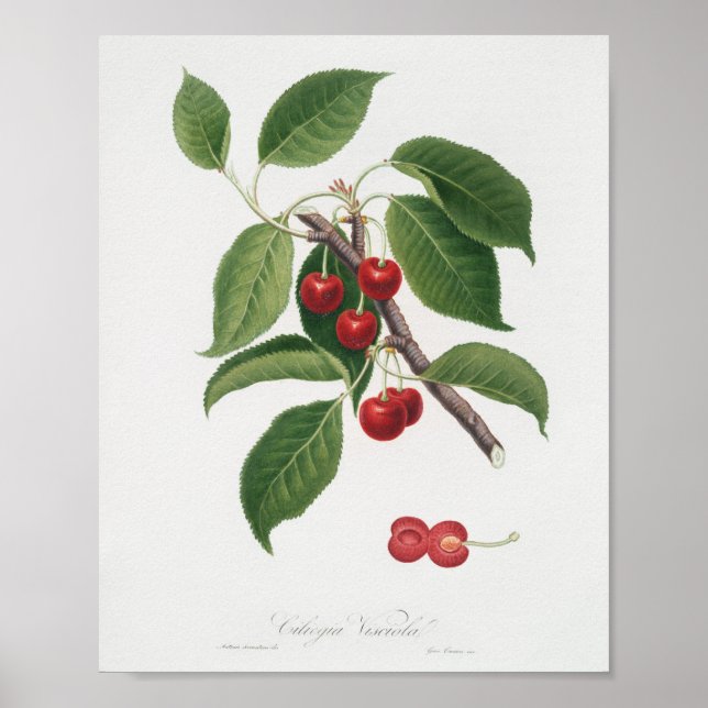Vintage botanische Illustration Poster (Vorne)
