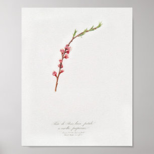 Vintage botanische Illustration Poster
