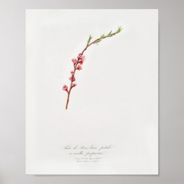 Vintage botanische Illustration Poster (Vorne)