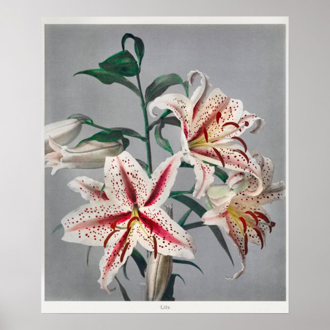 Vintage botanische Illustration Poster (Vorne)