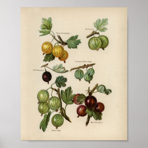 Vintage botanische Illustration Poster