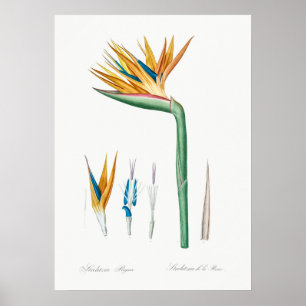 Vintage botanische Illustration Poster