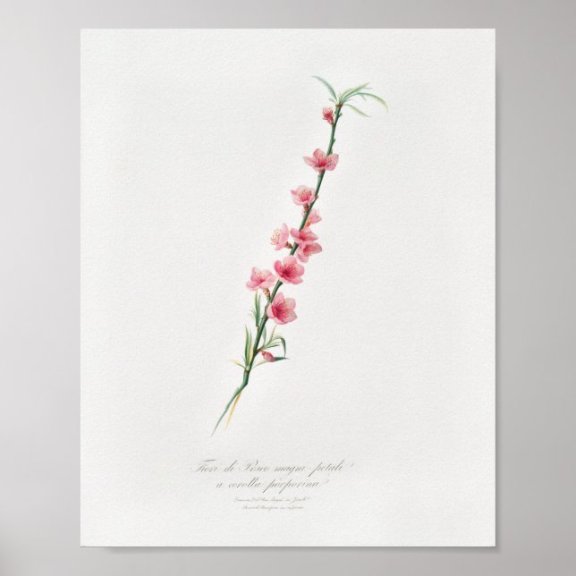 Vintage botanische Illustration Poster (Vorne)