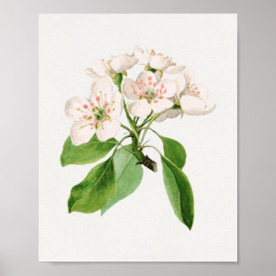 Vintage botanische Illustration Poster