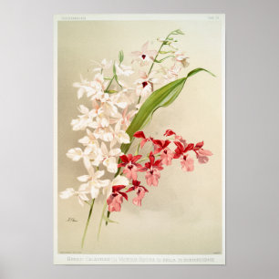 Vintage botanische Illustration Poster