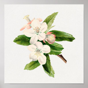 Vintage botanische Illustration Poster