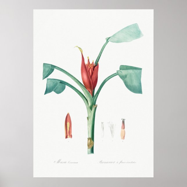 Vintage botanische Illustration Poster (Vorne)