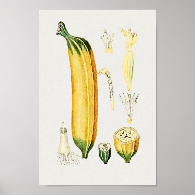 Vintage botanische Illustration Poster (Vorne)