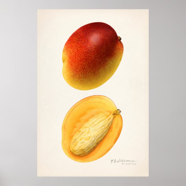 Vintage botanische Illustration Poster (Vorne)