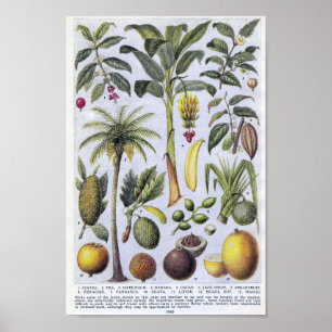 Vintage botanische Illustration Poster