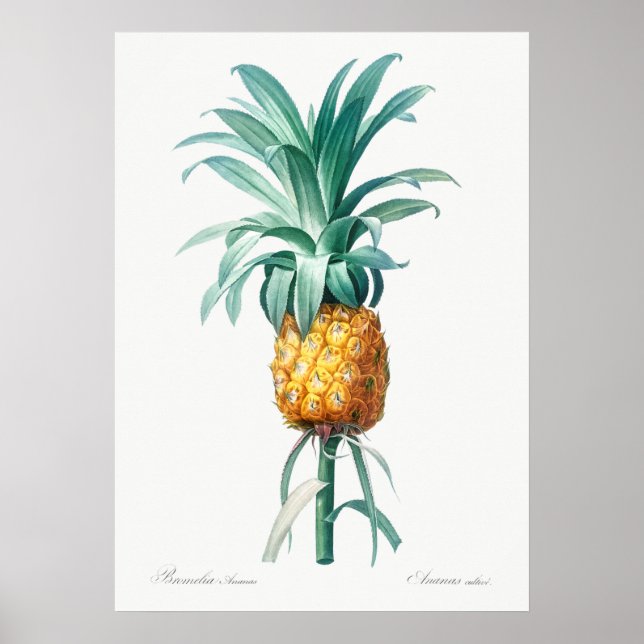 Vintage botanische Illustration Poster (Vorne)