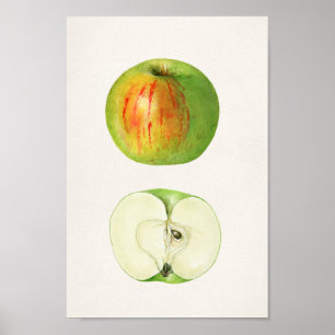 Vintage botanische Illustration Poster