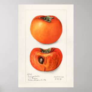 Vintage botanische Illustration Poster