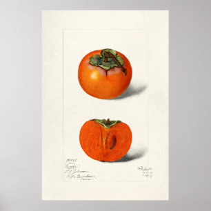 Vintage botanische Illustration Poster