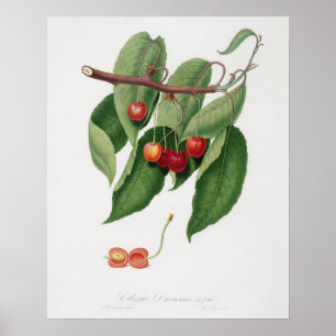 Vintage botanische Illustration Poster