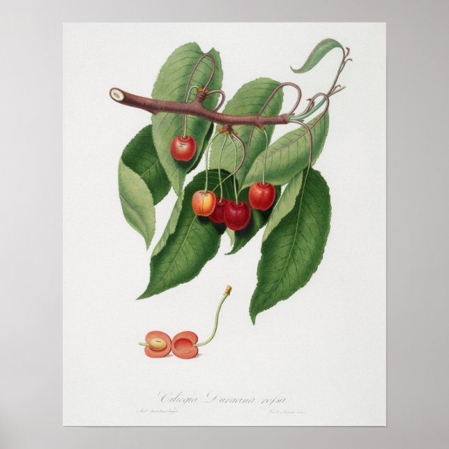 Vintage botanische Illustration Poster (Vorne)