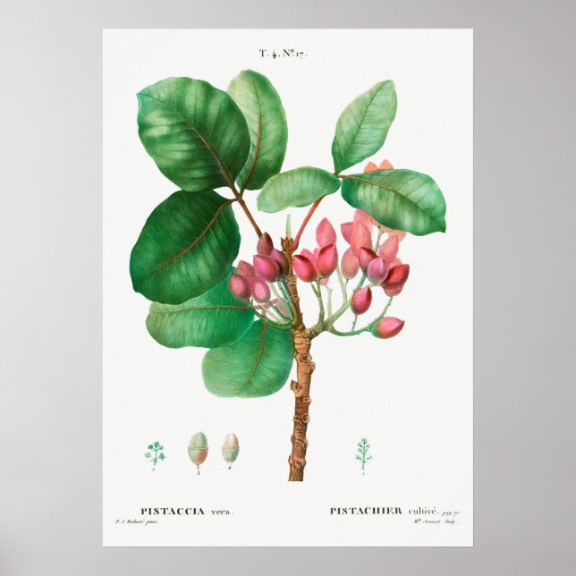 Vintage botanische Illustration Poster (Vorne)