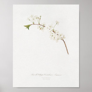 Vintage botanische Illustration Poster