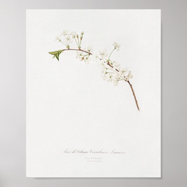 Vintage botanische Illustration Poster (Vorne)