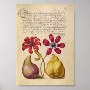 Vintage botanische Illustration Poster