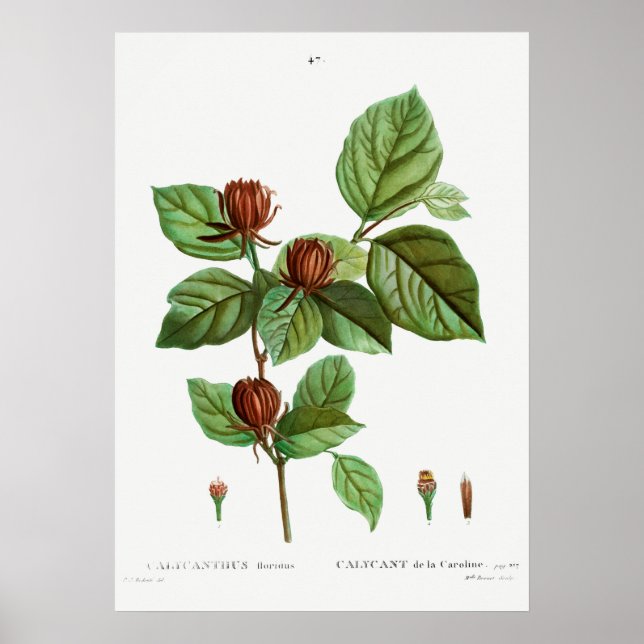 Vintage botanische Illustration Poster (Vorne)
