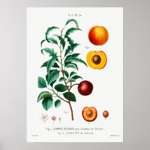 Vintage botanische Illustration Poster
