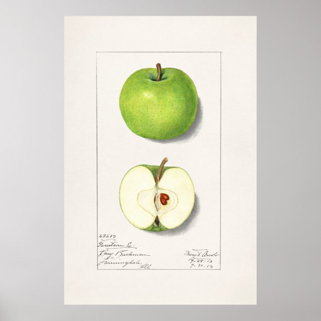 Vintage botanische Illustration Poster (Vorne)