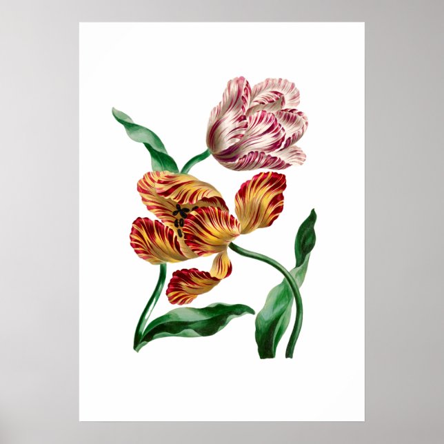 Vintage botanische Illustration Poster (Vorne)