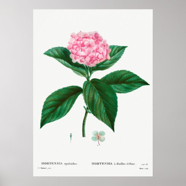 Vintage botanische Illustration Poster (Vorne)