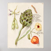 Vintage botanische Illustration