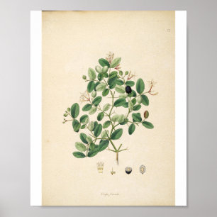 Vintage botanische Illustration Poster