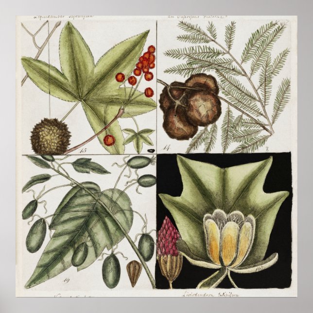 Vintage botanische Illustration Poster (Vorne)