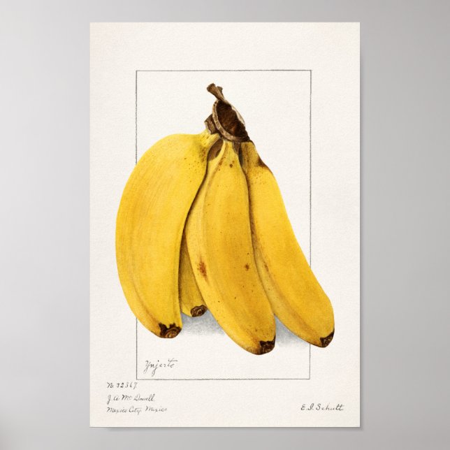 Vintage botanische Illustration Poster (Vorne)