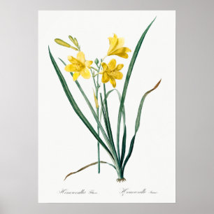 Vintage botanische Illustration Poster