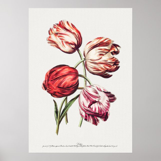 Vintage botanische Illustration Poster (Vorne)