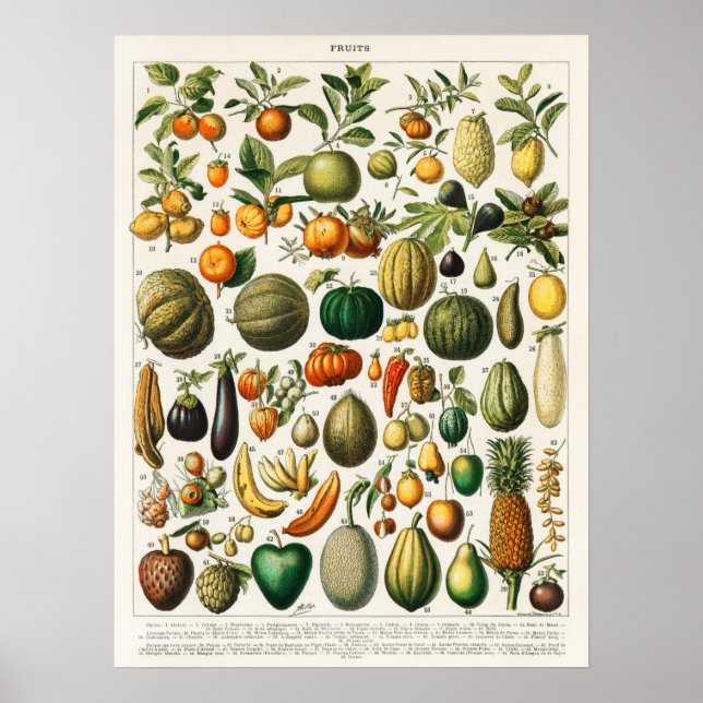 Vintage botanische Illustration Poster (Vorne)