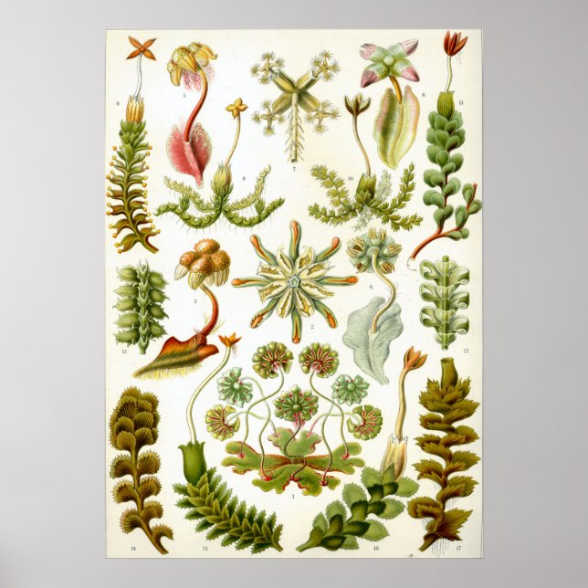 Vintage botanische Illustration Poster (Vorne)