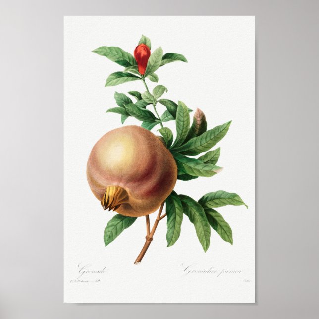 Vintage botanische Illustration Poster (Vorne)