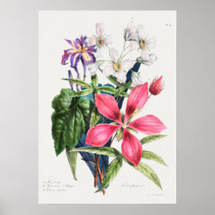 Vintage botanische Illustration Poster