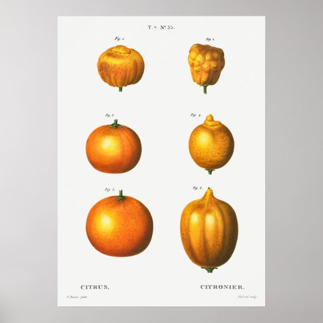 Vintage botanische Illustration Poster (Vorne)