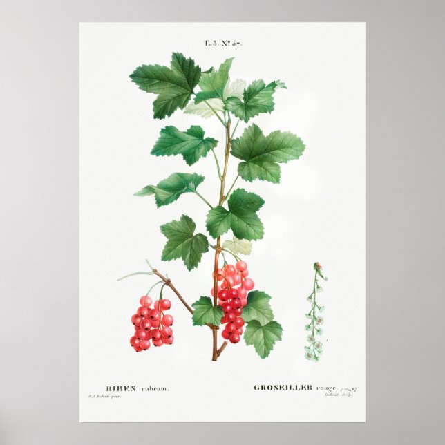 Vintage botanische Illustration Poster (Vorne)