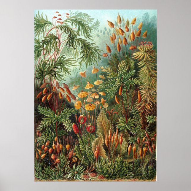 Vintage botanische Illustration Poster (Vorne)