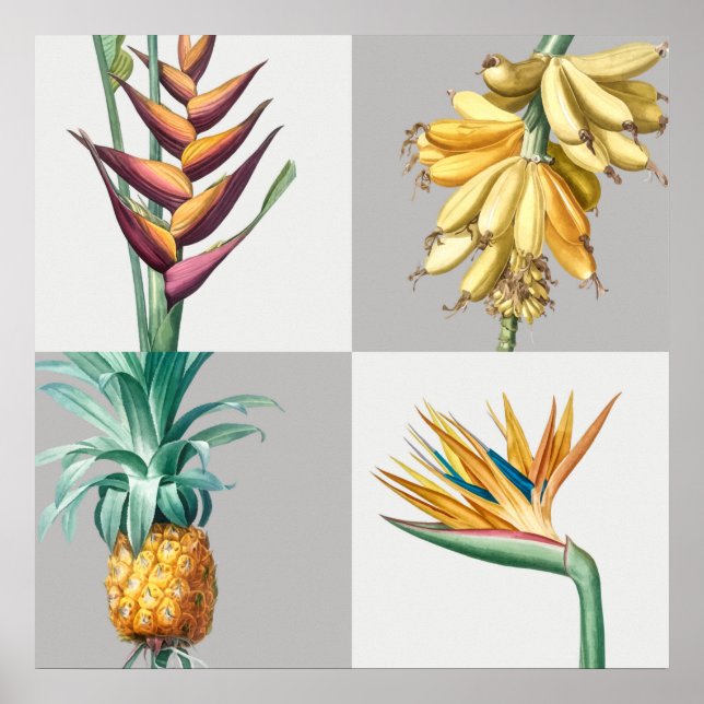 Vintage botanische Illustration Poster (Vorne)